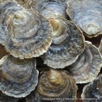 Are Oysters Native to Hawaii? ·