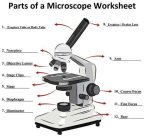 Exploring the Essentials: Parts of a Microscope Labeling