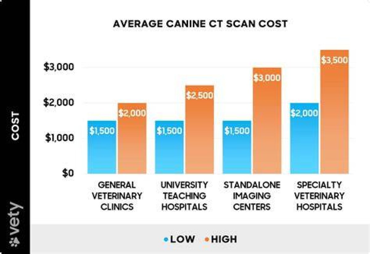 How Much Does a Dog Ct Scan Cost?