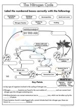 Nitrogen Cycle Matching Printable Worksheet