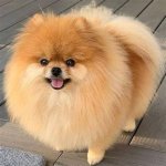 Pomerania Precio En Dolares: Todo Lo Que Necesitas Saber