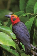 **The Enigmatic Bird That Sings 'Let the Bodies Hit the Floor'**