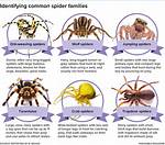 Unbelievable Spider Behavior: Watch the Amazing Sophia Rain Spider in Action!